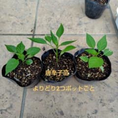 日本の唐辛子よりどり2種類のサムネイル