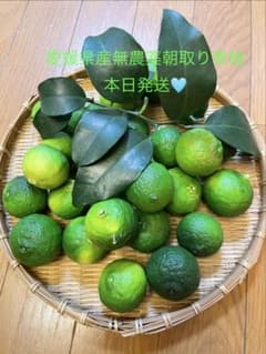 ①新鮮無農薬青柚子 愛媛県産 果物 柚子 ゆずのサムネイル