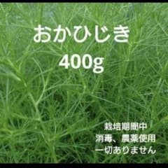 おかひじき 400g 栽培期間中農薬不使用のサムネイル