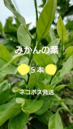 アゲハのごはん みかんの枝 5本 無農薬 ネコポス発送 柔らかい - メルカリ