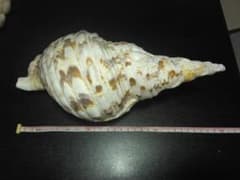 ホラ貝　貝殻　大きめ　沖縄　お守り　開運 ホラ貝 ホラガイ 貝殻 大 沖縄 お守り 開運 28cm 340グラム 法螺貝