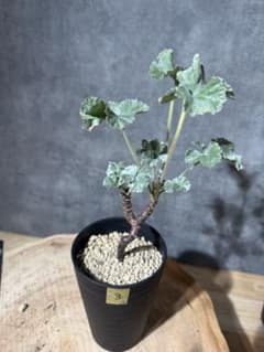 ペラルゴニウム ミラビレ - メルカリ