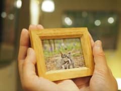 エゾリスミニ額のサムネイル