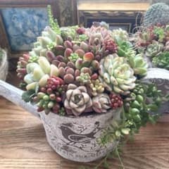 ブリキ缶ジョーロ寄せ植え　多肉植物　寄せ植え ☆多肉植物☆そのまま飾れる☆寄せ植え☆小鳥柄つきジョーロ型のブリキ