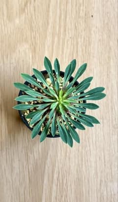 蘇鉄麒麟(ソテツキリン)パイナップルコーン②多肉植物ユーフォルビア　根付き抜き苗のサムネイル