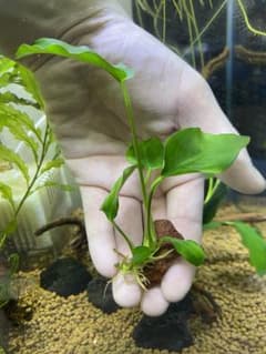 アヌビアスナナ　溶岩石付き　1株のサムネイル