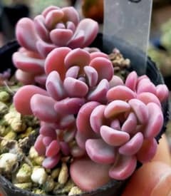 ③ チェリーボンボン ぼのぼのさん 土付き発送 多肉 - メルカリ