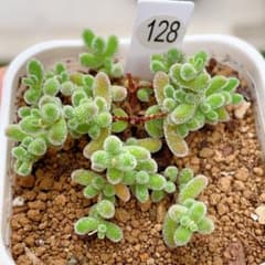 ドロサンテマム Ice Crystal 抜き苗 多肉植物 - メルカリ