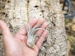 Tillandsia 'Lucille'のサムネイル