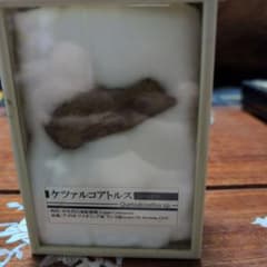 本物 希少 最大種翼竜ケツァルコアトルス 前肢骨化石 ケース付き 