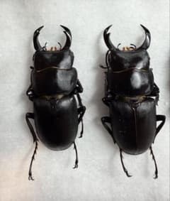 徳島県産ヒメオオクワガタ標本2ペアのサムネイル