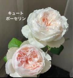 キュートポーセリン バラ苗 強健 5号鉢 薔薇 苗 ネコポス発送のサムネイル