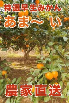 糖度14度に迫る‼️　無農薬　早生みかん　愛媛県産　2kg　家庭用　宮川早生のサムネイル