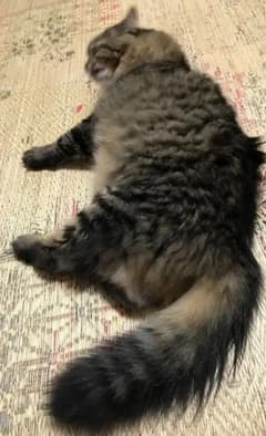 確認用 しっぽのサムネイル