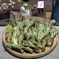 Directly from the farm = Fresh, wild Aralia sprouts 300g (small, medium, and large sizes - medium grade)