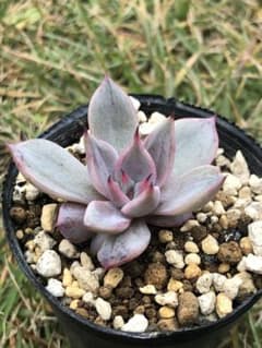 多肉植物　ビューティーリリーのサムネイル