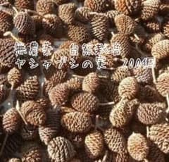 ヤシャブシの実 200個 無農薬 自然栽培 アルダーシードのサムネイル