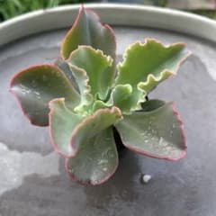 多肉植物　エケベリア　フリルエケ　ジャイアントブルー　抜き苗のサムネイル