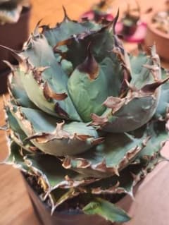 アガベ 子株のみ プテラノドン 翼竜 - メルカリ