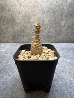 パキポディウム ブレビカウレ 恵比寿笑い 実生 96 | Shop at Mercari