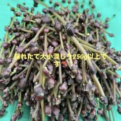 採れたてみずの実250g以上ですのサムネイル