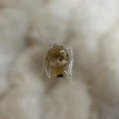 チェンソーマン　レゼ篇　 めじるしアクセサリー1 デンジ
