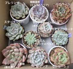 多肉植物 エケベリア ミックスベリア 入10苗セット② ポットごと発送し