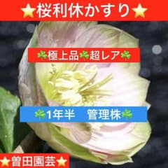りーちゃん様ご依頼品　曽田園芸　鶯利休かすり　開花株　現品　メルカリ便発送 220☘️1年半 管理株☘️極上品☘️超レア☘️⭐️桜利休かすり