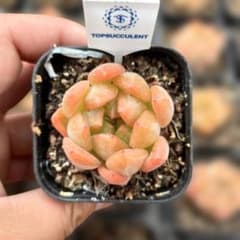 Top【選抜株】多肉植物 22462レッドブル 40個 鉢無し - メルカリ
