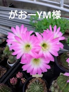 がおーYM様　エレガンスピンク2株のサムネイル