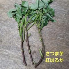 さつま芋　苗　　紅はるかのサムネイル