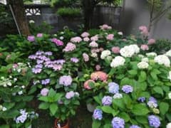へいわのはな様専用のサムネイル