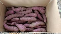 新鮮 さつまいも 茨城県産 掘りたて泥付き 小芋5kg(実量4.6kg)のサムネイル