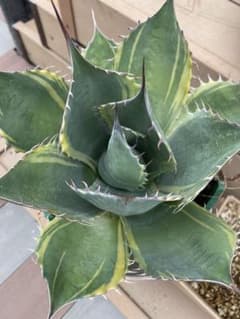 アガベ パラサナ錦 ファイヤーボール 良株 中株 値下げ‼️アガベ 特大株 パラサナ錦 ファイヤーボール - メルカリ