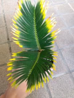 金環ソテツ 2.5号ポットつき 極上❗ ⑥ - メルカリ