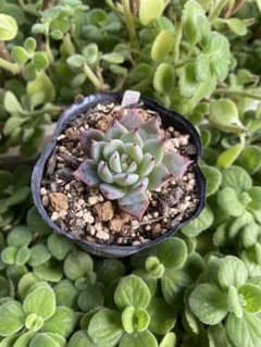 リンゼアナ×そわそわ 青札 おらいさん苗 抜き苗 - メルカリ