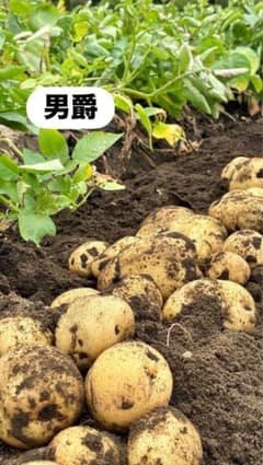 掘りたて 新鮮 男爵いも ジャガイモのサムネイル