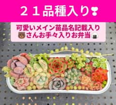 ２１品種入り　多肉ちゃんお弁当のサムネイル