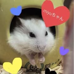 miyuちゃん♡( ᴗ̤ .̮ ᴗ̤人) アリガトォ*•.❥*のサムネイル