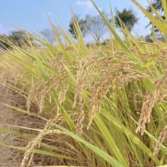 令和七年産コシヒカリ　近江米　農薬不使用　白米10kgのサムネイル