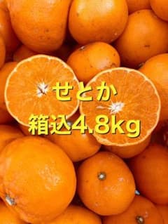 せとか 箱込4.8kgのサムネイル
