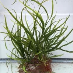 ミクロソリウム 本ナロー 50葉以上(水中葉)(無農薬) - メルカリ