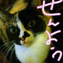 柔らか帯のサムネイル