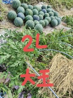 尾花沢すいか 山形県産 約7.8kgのサムネイル