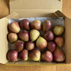 いちじく　イチジク