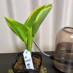 243 斑入りギボウシ ホスタ 株分け苗 抜き苗 - メルカリ