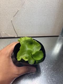 ビカクシダ Platycerium コロナリウムシン 23 胞子培養のサムネイル