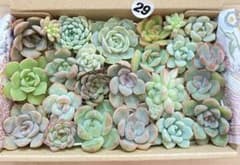 29 多肉植物　多肉弁当　詰め合わせ　寄せ植え　セット　カット苗　韓国苗　セダムのサムネイル