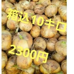 熊本県新玉ねぎ3Lサイズ箱込10キロ　数量限定2300円のサムネイル