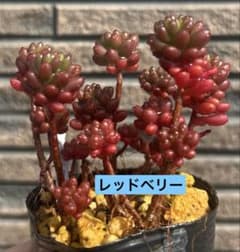 多肉植物♥゛レッドベリー 抜き苗 多肉植物 レッドベリー 根付き 抜き苗 - メルカリ